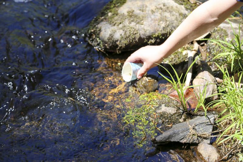 Students release Salmon fry into the Wescot Stream in Waldo. (Photo courtesy of Alice Seeger)