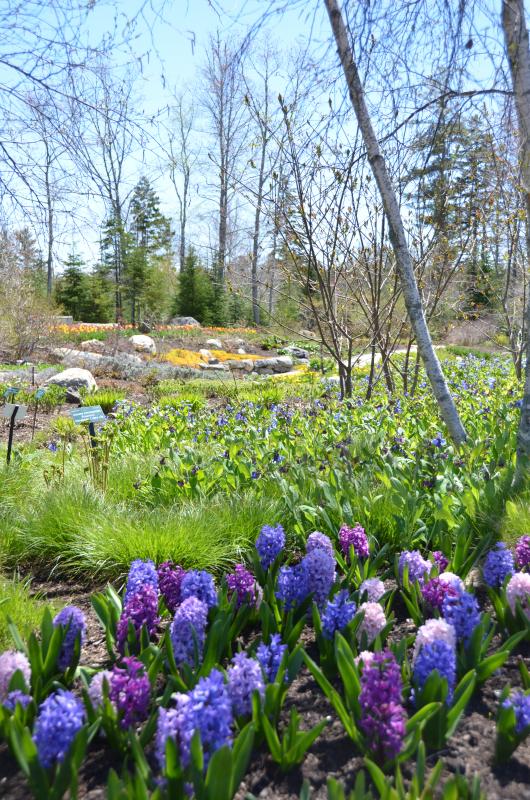 Mainers Get Free Pass To Coastal Maine Botanical Gardens This