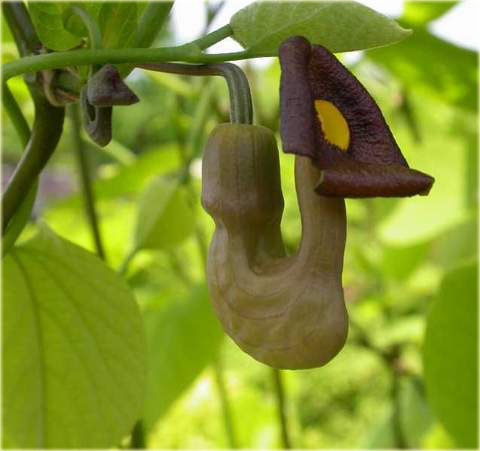 Dutchman’s pipevine has large, heart-shaped leaves that provide summer shade in no-time and unusual pipe-shaped flowers.