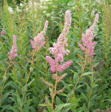 Steeplebush (Spiraea tomentosa) is a great summer-blooming shrub for wet spots