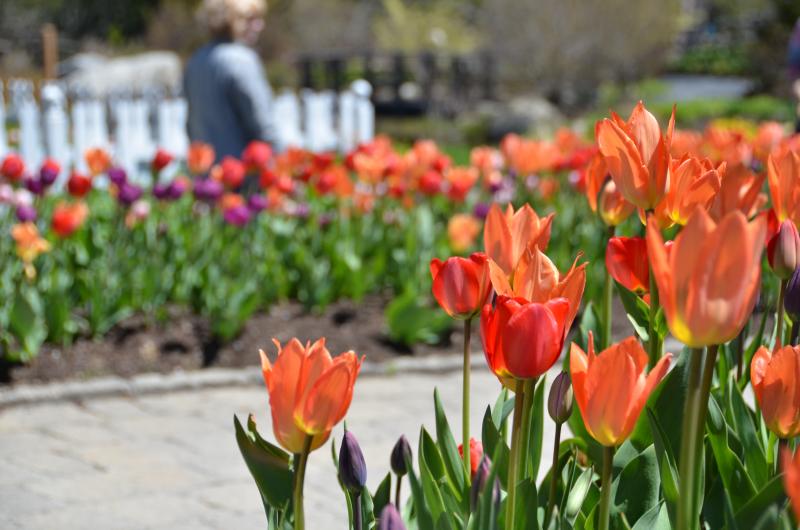 Mainers Get Free Pass To Coastal Maine Botanical Gardens This