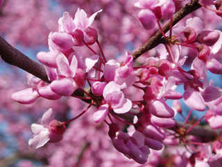 Eastern redbud (Cercis canadensis) is covered with dense clusters of pink flowers in spring before the leaves emerge.
