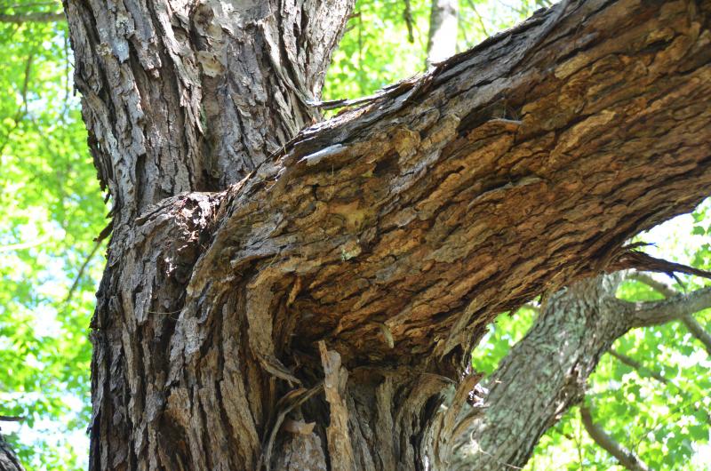 The bark of the Old Red Maple, deep in the arboretum, tells environmental stories of centuries past. (Photo by Lynda Clancy)