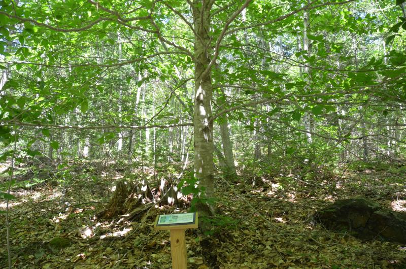 A beech tree spreads its branches in all directions. (Photo by Lynda Clancy)