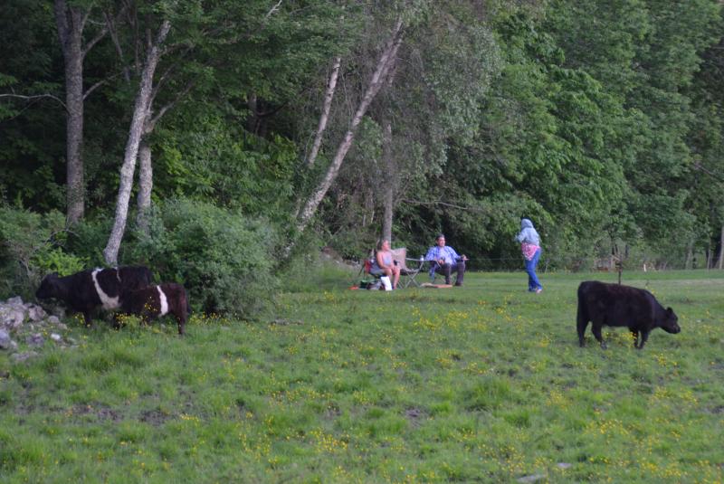 On the other side of the stone wall, the cows and neighbors set up to the listen to the Melissa Etheridge concert. (Photo by Lynda Clancy)