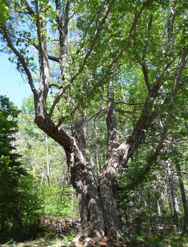 The Old Red Maple is a magical spot in the Kitty Todd Arboretum. (Photo by Lynda Clancy)