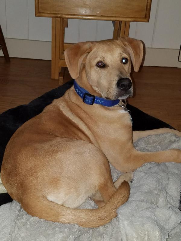 Decker hanging out at his new forever home. (Photo by Diane Sturgeon)