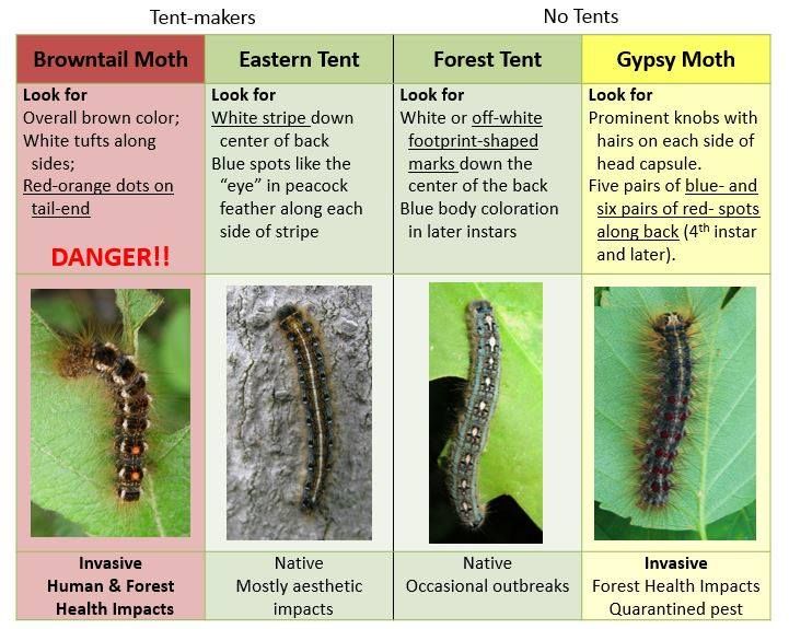The browntail moth caterpillar compared to other caterpillars in the area. (Photo courtesy of the Maine Department of Agriculture, Conservation and Forestry)