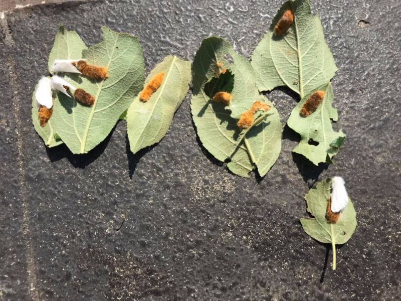 Browntail moths laying eggs in Bath. The leaves have been removed from the tree. (Photo courtesy of Bath Forestry Division)