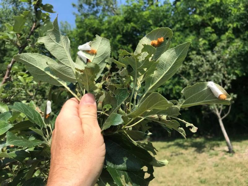 Browntail moths laying eggs in Bath. (Photo courtesy of Bath Forestry Division)