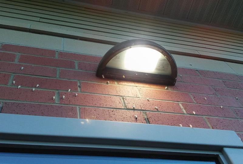 Browntail moths on the side of Belfast’s Walgreens drive-thru. (photo by Erica Thoms)