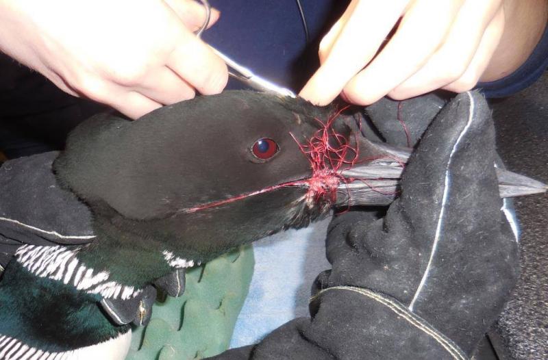 Avian Haven rescues an injured loon on Messalonskee Lake
“We began by removing the line from the loon's beak and head. Before proceeding with the line inside her mouth, we took an x-ray, which showed fishing gear in her esophagus.” Photo courtesy Avian Haven