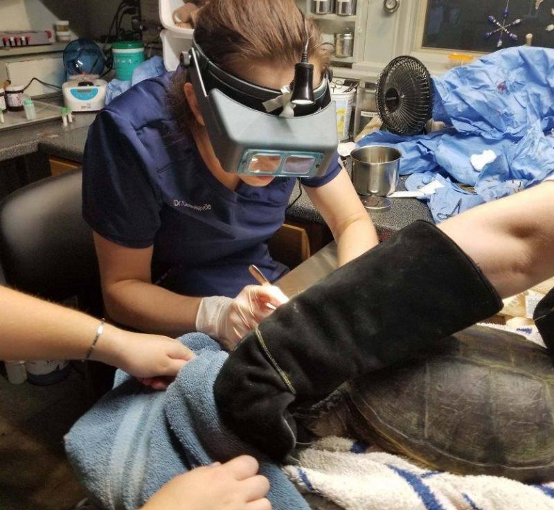 Snapping Turtle H-30 Long Pond (Belgrade) Dr. Neville surgically removes the large hook. Photo courtesy Avian Haven