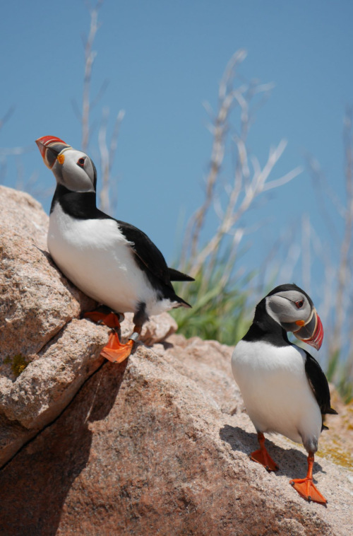 Is there a song about puffins? Come to the For the Birds Coffee House on October 12 with your bird song. Let’s see how many types of birds we can count in music!