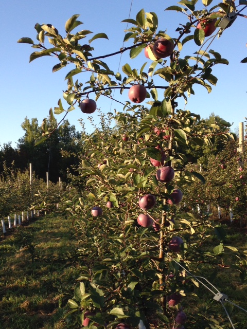 Apple orchards in Midcoast abound. (Photo courtesy Hope Orchards).