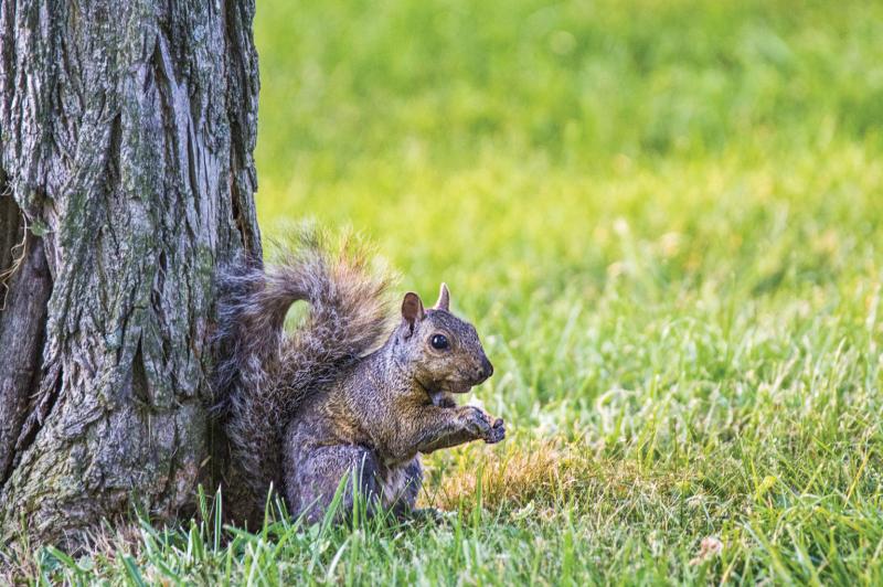 You want the squirrel to be outside in its natural habitat, not inside yours. (Photo courtesy Metro Creative).