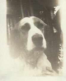 Lulu (Photo courtesy Barbara F. Dyer)
