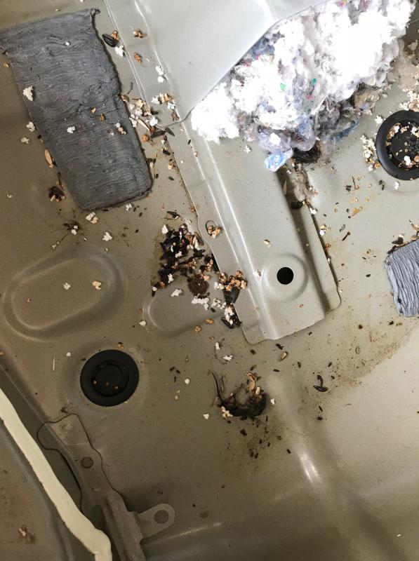 Mice nests in car. (Photo courtesy Hot Wax Auto Detail Center)