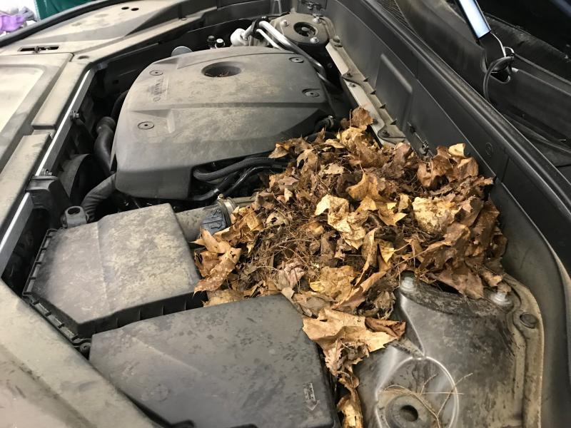 Mice nests in car. (Photo courtesy Hot Wax Auto Detail Center)