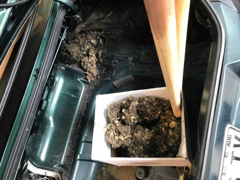 Mice nests in car. (Photo courtesy Hot Wax Auto Detail Center)