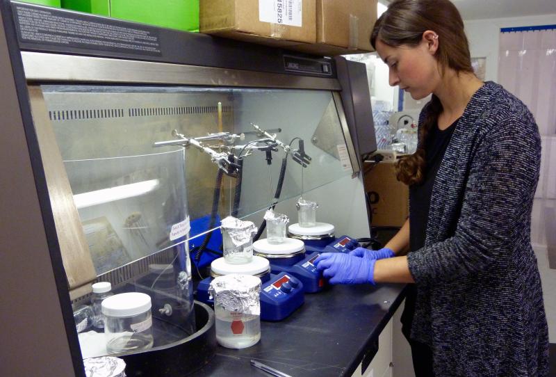 Study author Margaret Stack processes mussel samples as part of a microplastic fiber uptake experiment. Researchers from Bigelow Laboratory for Ocean Sciences and the Shaw Institute recently found that mussels readily take in microplastic fibers and quickly flush most out again. Photo by Veronica Young, Shaw Institute