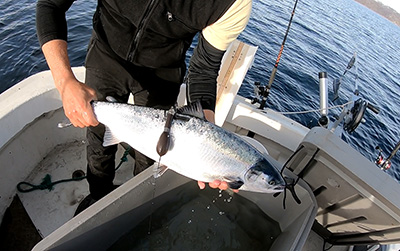 Salmon tagged and ready for release. Photo credit: NOAA Fisheries/Tim Sheehan
