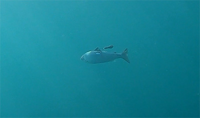 Underwater view as tagged salmon swims away. Photo credit: NOAA Fisheries/Tim Sheehan