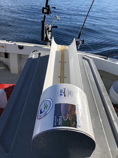 The tagging tube keeps the fish stable while the tag is attached. Photo credit: NOAA Fisheries/Tim Sheehan
