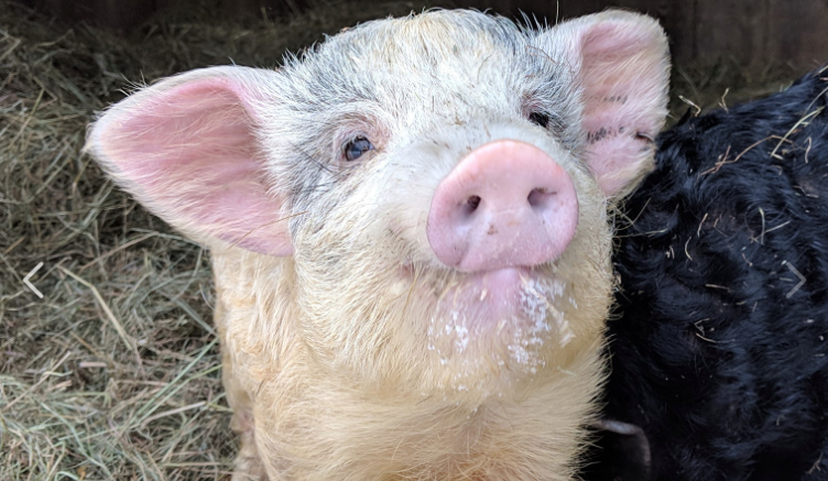 Opal was one of two pigs rescued, along with Onyx. Never having space to play before, Onyx loves to run as fast as she can. She gets into everything and believes everything we bring into their space is a toy for her to play with. Opal is a little more cautious and can usually be found following Onyx around. While she does get playful from time to time, she seems to prefer cuddles.