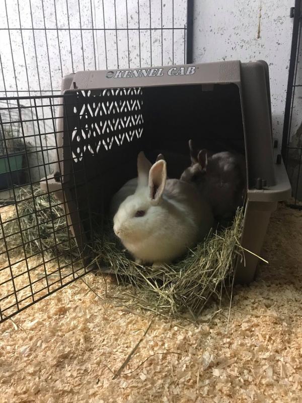 After a lifetime of standing on wire mesh in suspended cages, eight lucky bunnies will now have plenty of warm shavings and hay for bedding. In the warmer weather, they will have access to our outdoor bunny areas, and in the colder weather their areas are heated to keep everyone comfortable. When they were rescued, these bunnies had frozen water bottles and no food, but from now on they will always have what they need to thrive.