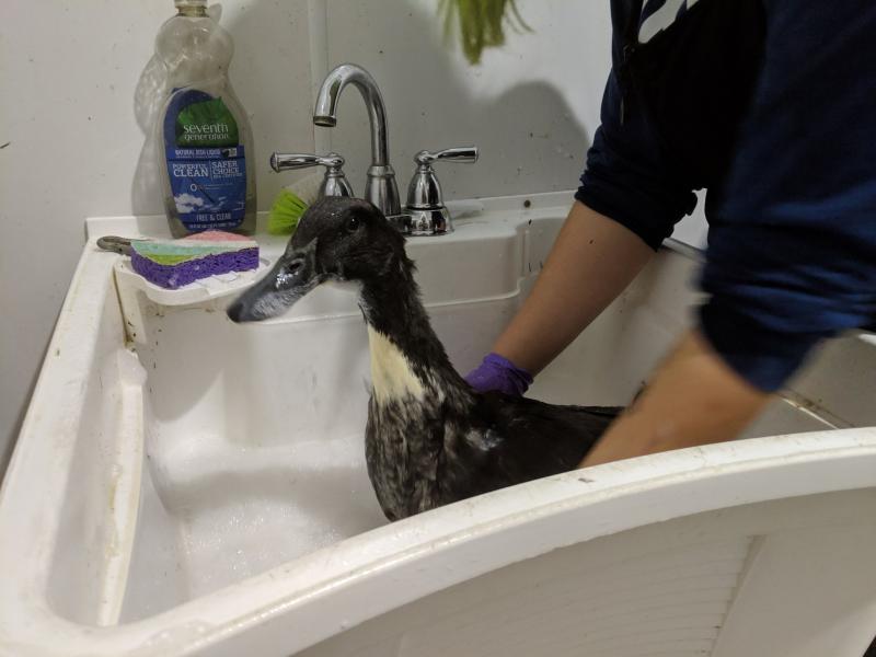 The ducks were filthy and covered in feces. We carefully removed each bird from their crates, did thorough intake exams, and then washed them individually in our sink. Afterwards, we placed each washed duck into a staging pen until everyone was cleaned and we could move them to our bird quarantine area. Watching each duck take so much pleasure in splashing around in the sink was both heartwarming and heartbreaking.