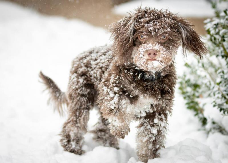 Meet Teddy, a 10 lb Havanese owned by a couple in New Hampshire. The likeness of Teddy was carved into an ice sculpture by master carvers at Glacier Ice Bar & Lounge this year. (Photo courtesy Samoset Resort.)