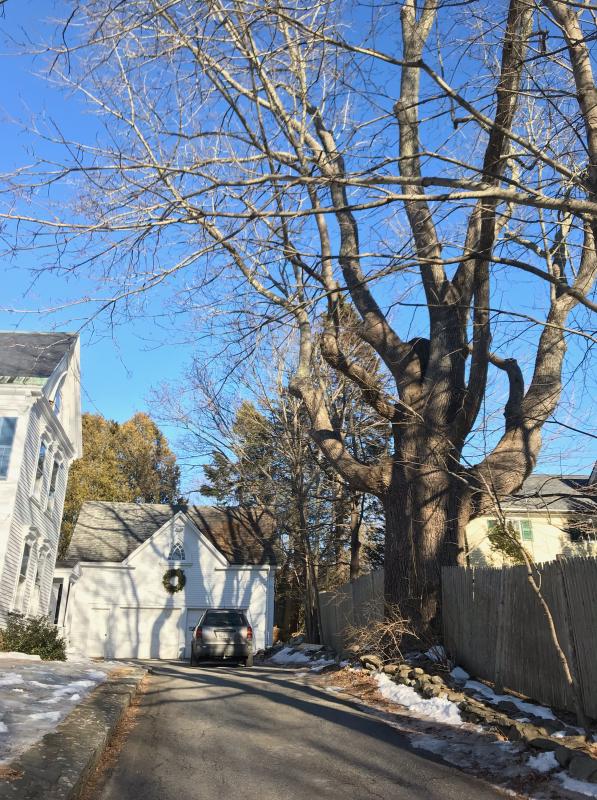 This giant Ash tree on Sea Street is said to be the oldest in Camden at around 300 years. It straddles the fence between two property owners who have made its health a preservation a priority.