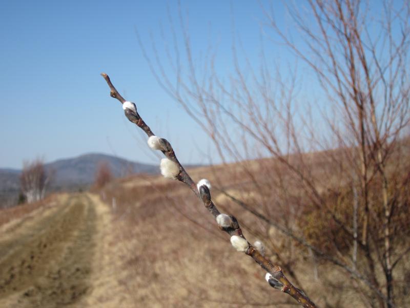 Kristen Lindquist Pussy Willows Springs First Flowers Penbay Pilot