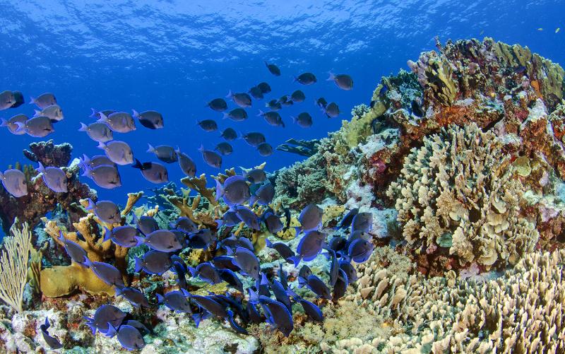 A large school of blue tang (Acanthurus coeruleus) grazes on a coral reef. Well-grazed reefs are more hospitable to baby corals than reefs blanketed with thick algae, and a recent study by Bigelow Laboratory scientists uncovered the importance of fish diversity to this process. José Alejandro Alvarez photo
