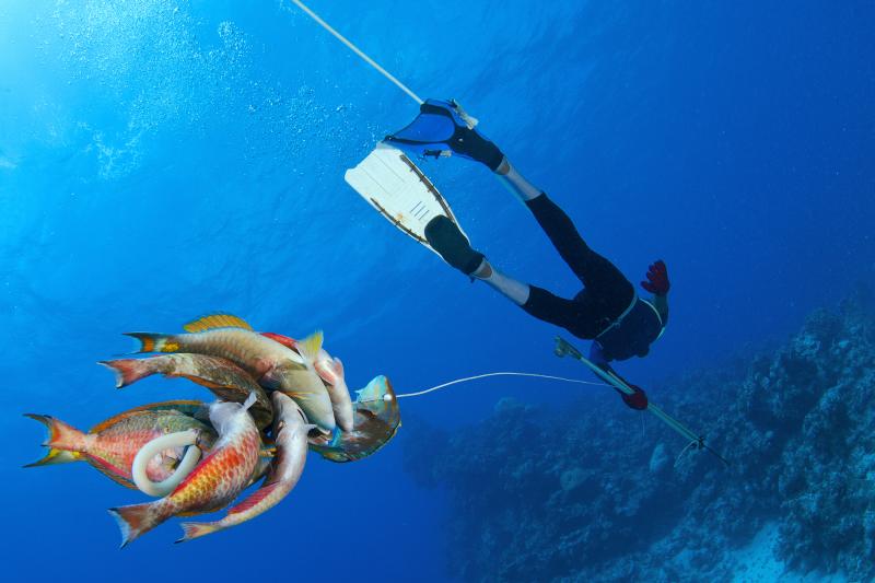 A Dominican spearfisherman tows his catch, comprised solely of parrotfish. Parrotfish are one of the species that play a key role in keeping reefs well-grazed following disturbances such as hurricanes or coral bleaching events. José Alejandro Alvarez photo