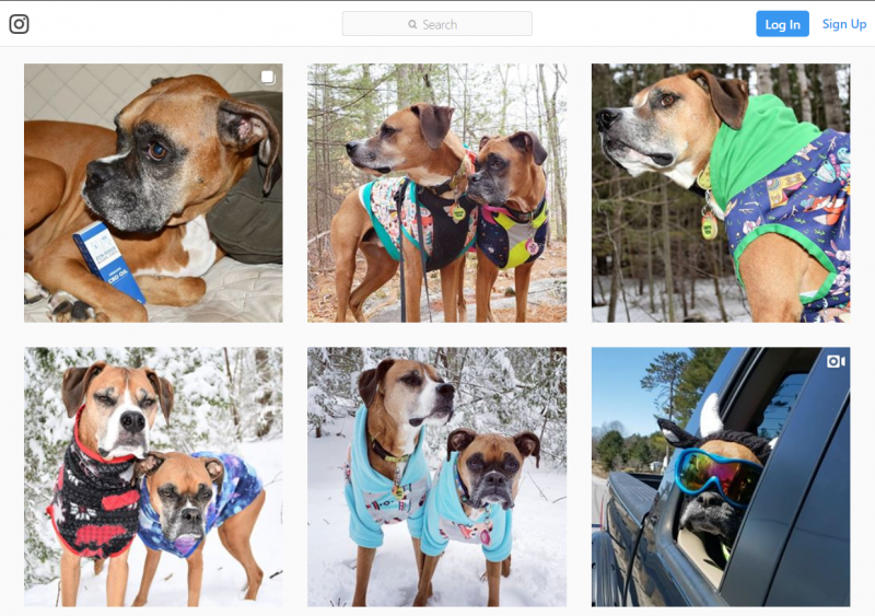 A screenshot of the Instagram page run by Shanna Murphy for her cat, Bandit, and two dogs, Tanner and Allie.
