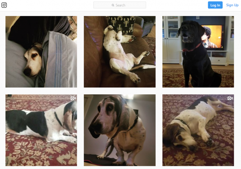 A screenshot of the Instagram account run by Susan Chadwick for her dog, Ollie Longbottom.