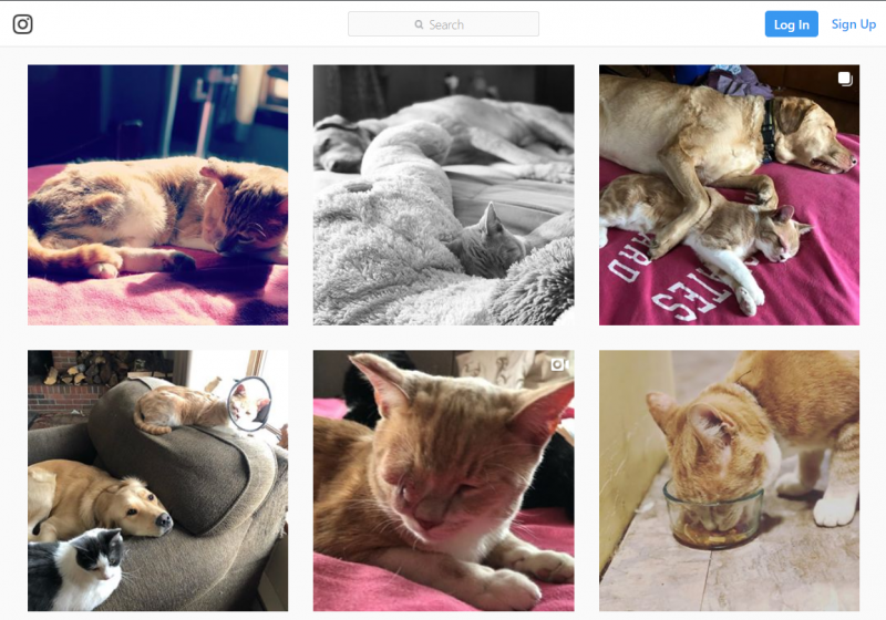 A screenshot of the Instagram account run by Michelle Wichenbach for her cat, Jack (also known as One Eyed Jack).