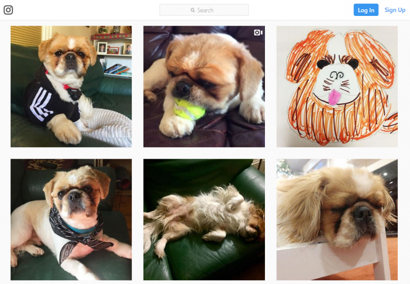 A screenshot of the Instagram account run by Ro Morgenstern for her dog, Skippy.