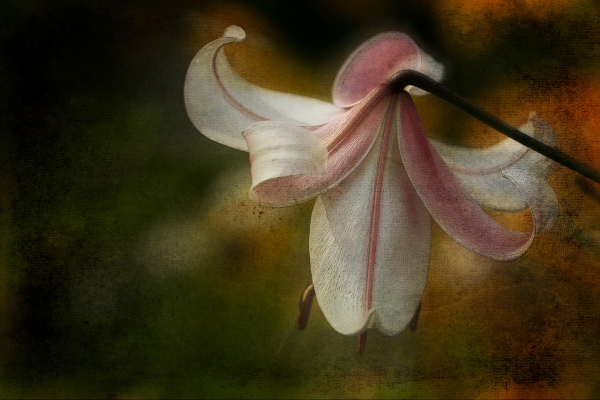 MPS Third Place, Color category, Anne Copeland, “Antique Lily.” Courtesy of MPS Anne Copeland