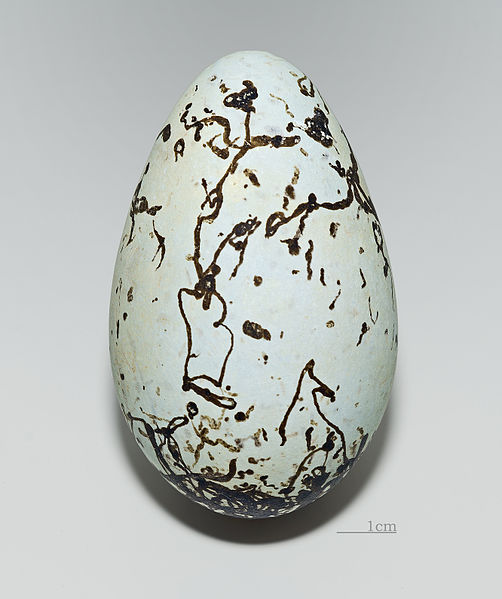 The egg of a Common Murre has a pointed end so that it won't roll off its sea cliff nest. (Photo courtesy Didier Descouens)