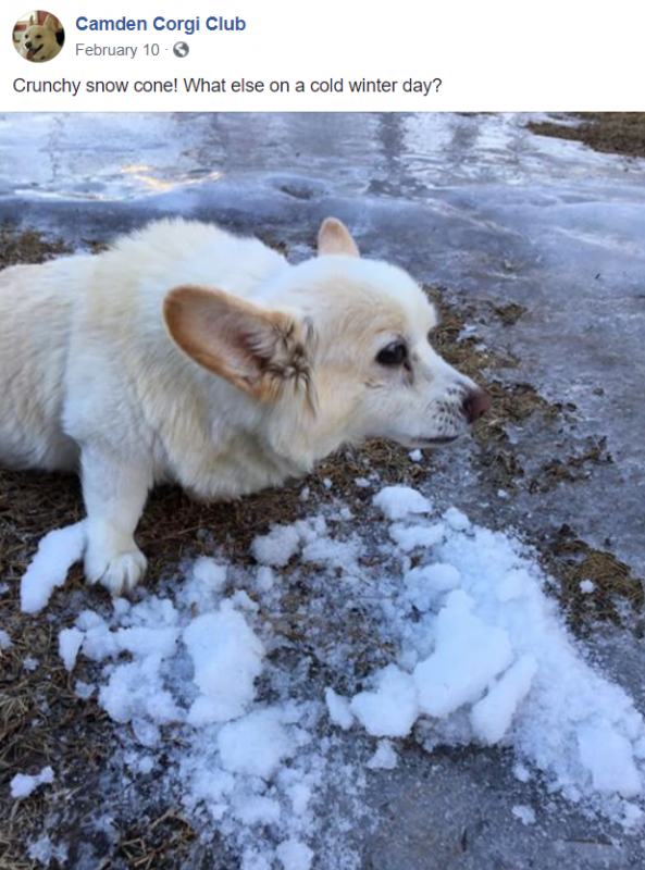 A screenshot of a post made to the Facebook page run by Robert Merrill for his dog, Cauchy.