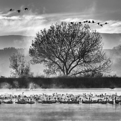 MPS Second Place B&W: Laura Zamfireescu’s “The Morning Gathering.” Courtesy of MPS Laura Zamfireescu