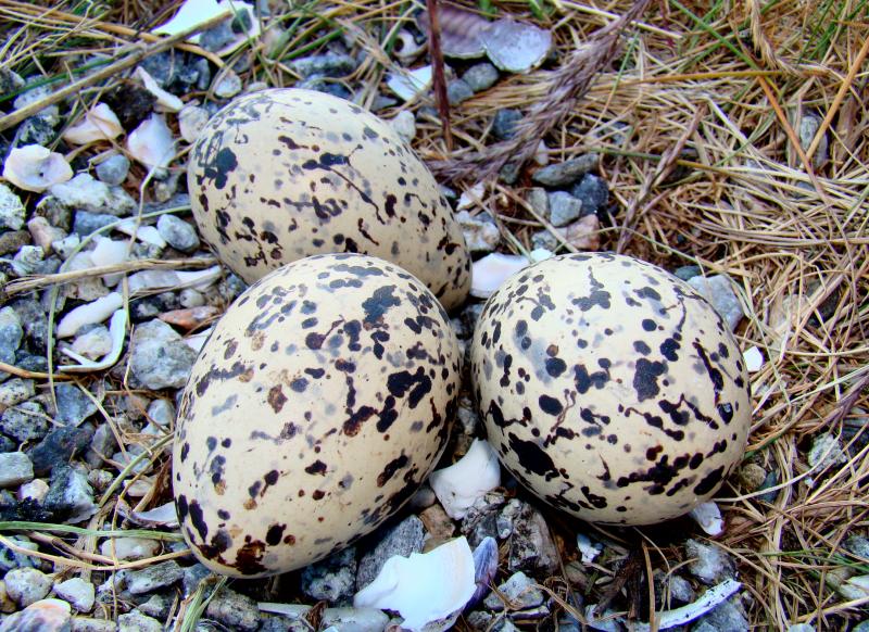 Oystercatcher eggs camouflaged by their splotchy brown patterns. (Photo courtesy Bjorn Christian Torrissen)