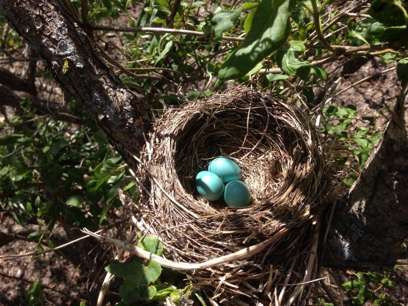 The beautiful blue eggs of the American Robin. (Photo courtesy Plant Image Library)