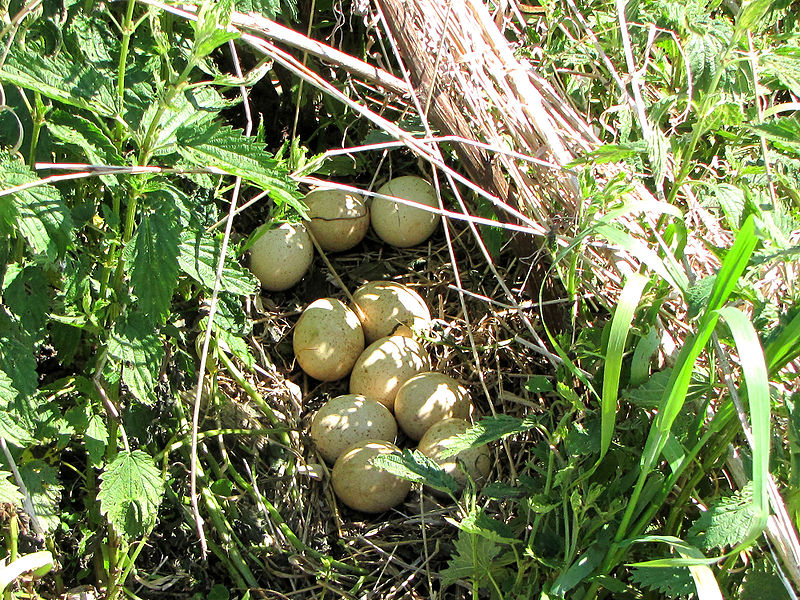 Nest of a Wild Turkey. (Photo courtesy D. Gordon E. Robertson)