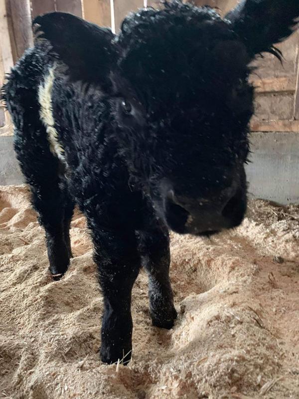 The heifer calf born in the pasture during the Monday, April 8 storm and aided by the report of a passing good Samaritan. (Photo courtesy of Aldermere Farm)