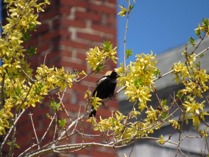 The Bobolink's song conveys the essence of spring energy. (Photo courtesy Kristen Lindquist)