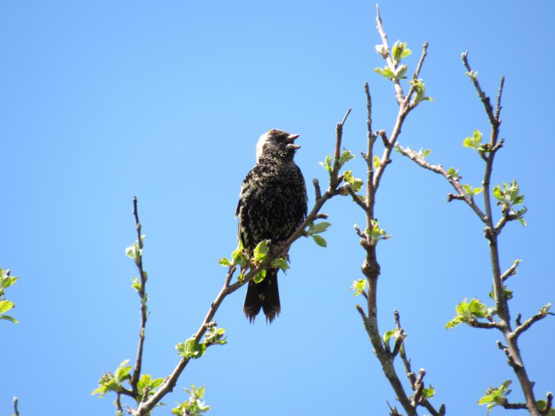 The boldly patterned Bobolink has been described as "the harlequin of birds." (Photo courtesy Kristen Lindquist)